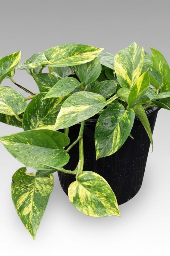 Epipremnum aureum - 'Devil's Ivy'