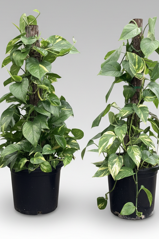 Epipremnum aureum - 'Devil's Ivy'