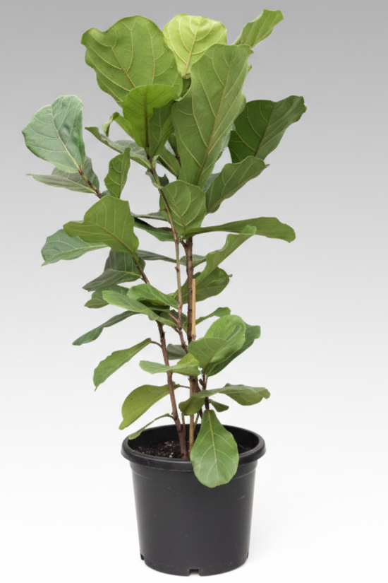 Ficus lyrata - 'Fiddle Leaf Fig'