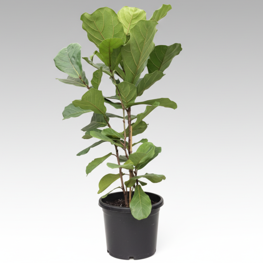 Ficus lyrata - 'Fiddle Leaf Fig'