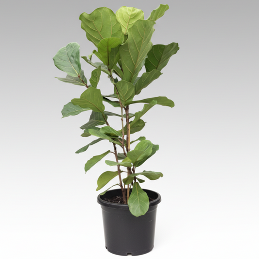 Ficus lyrata - 'Fiddle Leaf Fig'