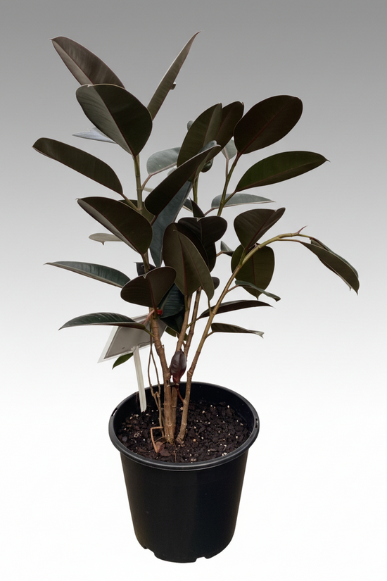 Ficus elastica - 'Burgundy'