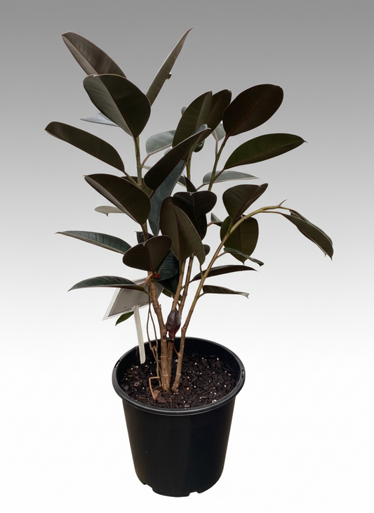 Ficus elastica - 'Burgundy'
