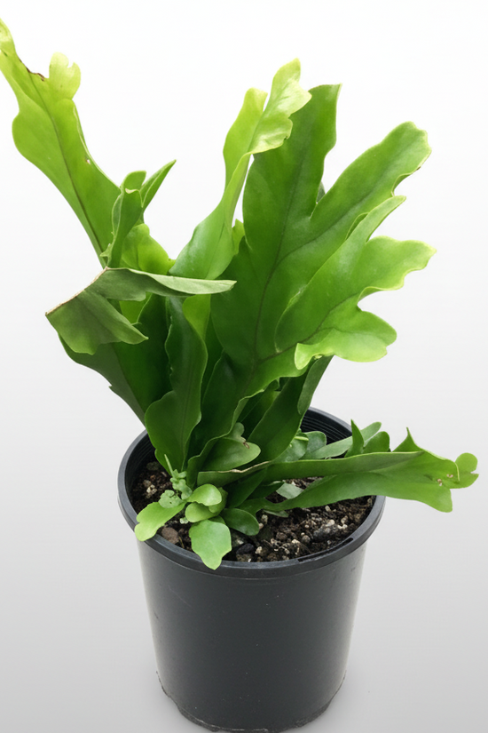 Microsorum punctatum - 'Green Flame Fern'