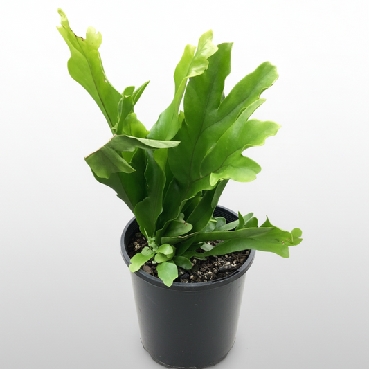 Microsorum punctatum - 'Green Flame Fern'