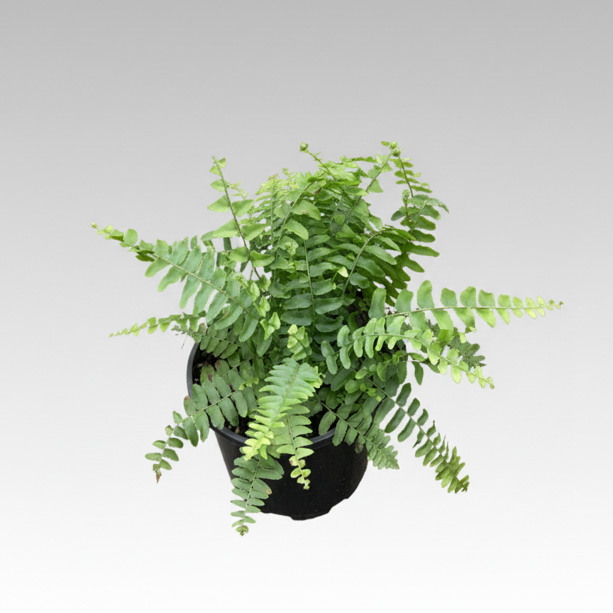 Nephrolepis exaltata - 'Boston Fern'