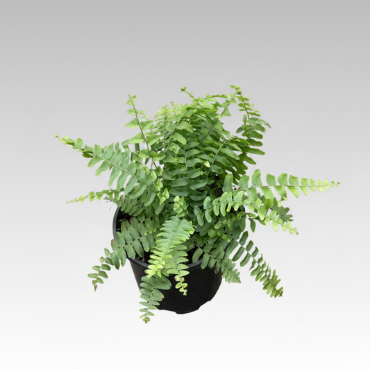 Nephrolepis exaltata - 'Boston Fern'