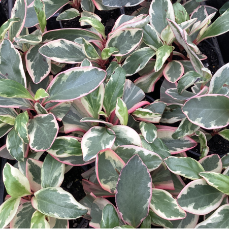 Peperomia clusiifolia - 'Jelly'