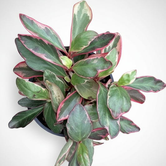 Peperomia clusiifolia - 'Jelly'