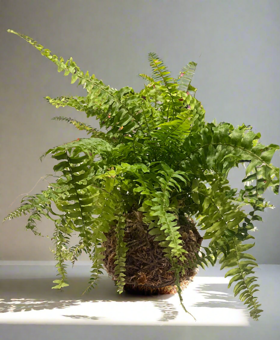 Boston Fern Kokedama