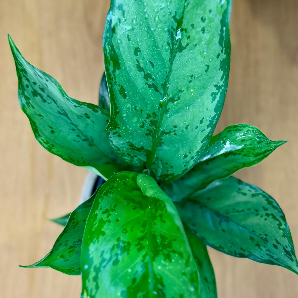 Close-up of an Aglaonema Chinese Evergreen leafy plant on a wooden surface