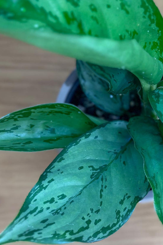 Close-up of a Aglaonema Chinese Evergreen leafy plant on a wooden surface