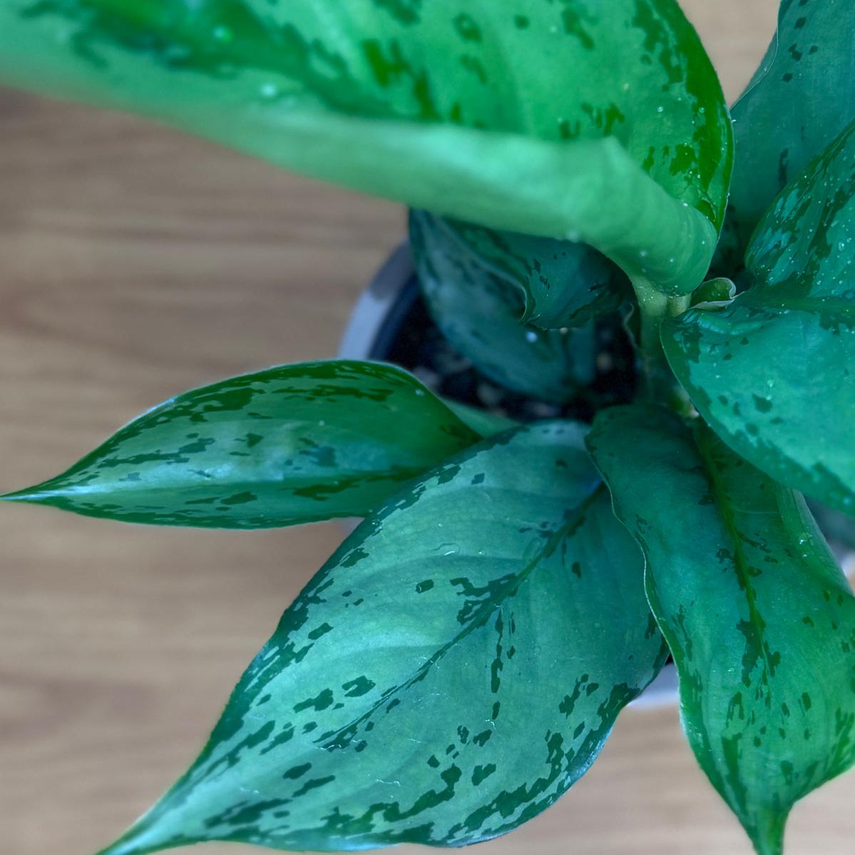 Close-up of a Aglaonema Chinese Evergreen leafy plant on a wooden surface