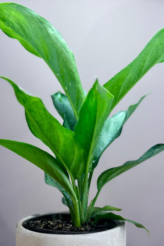 Potted Aglaonema Chinese Evergreen plant with green leaves in a white pot on a wooden surface with a grey background