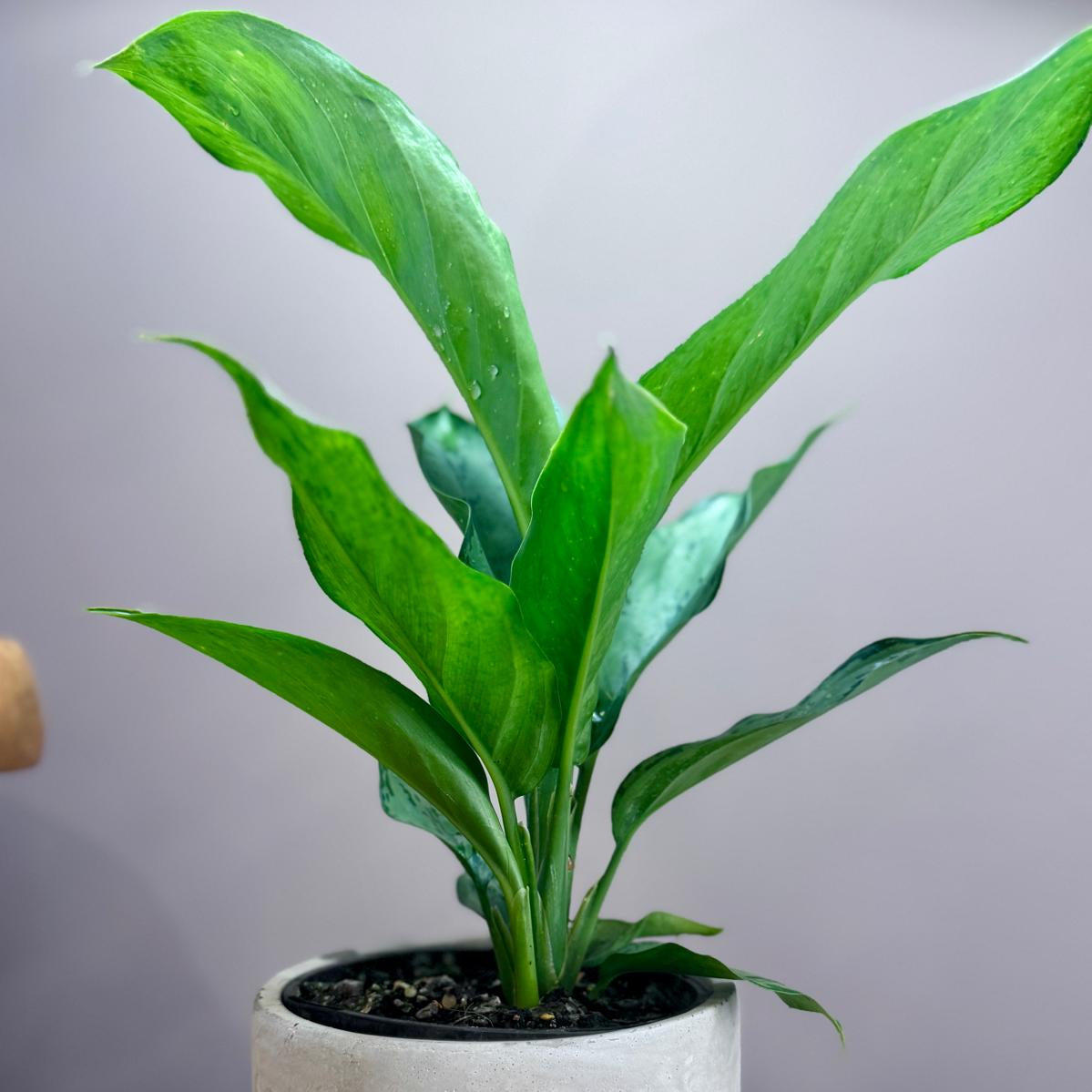 Potted Aglaonema Chinese Evergreen plant with green leaves in a white pot on a wooden surface with a grey background