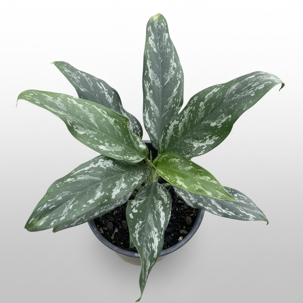 Potted Aglaonema commutatum ‘Jade Queen’ plant.
