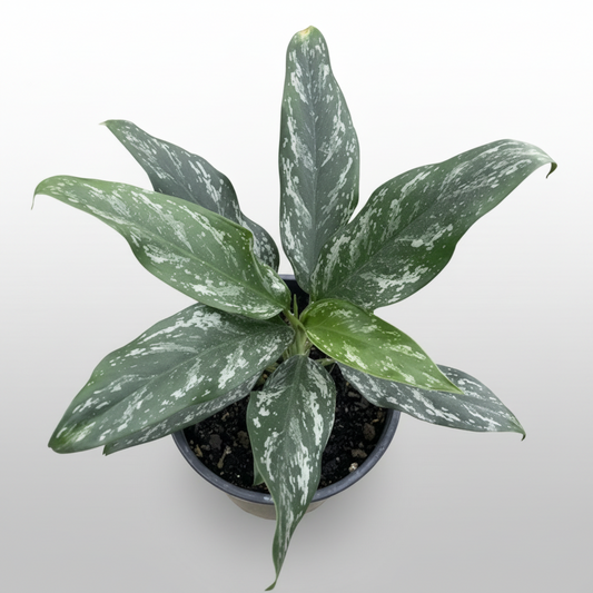 Potted Aglaonema commutatum ‘Jade Queen’ plant.