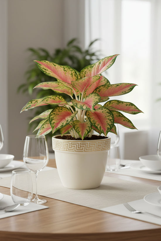 Aglaonema commutatum-_Red Valentine