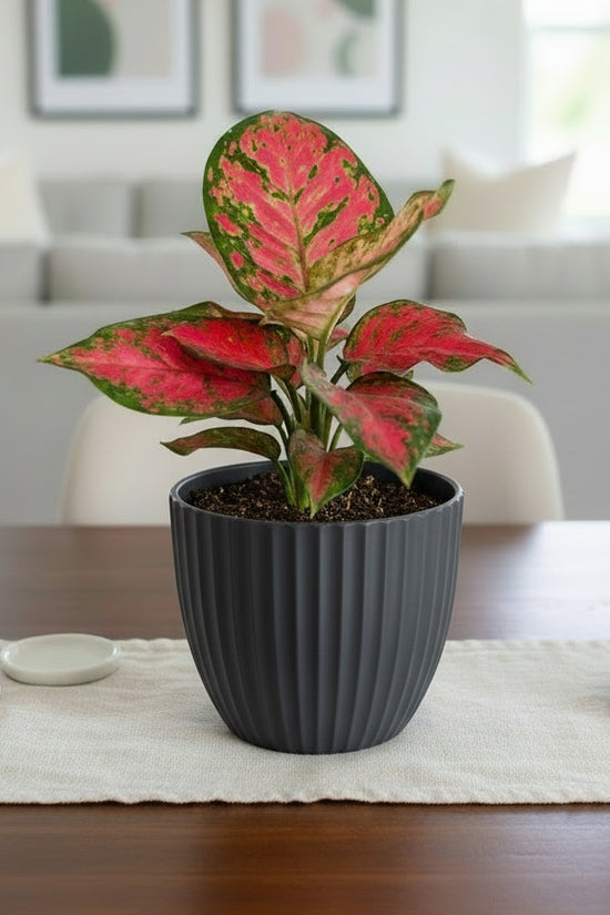 Aglaonema commutatum Red Valentine in a dark pot