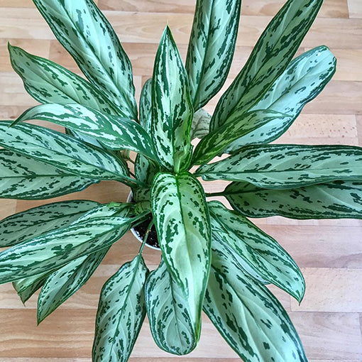 Close-up of patterned foliage from Chinese Evergreen in neutral pots