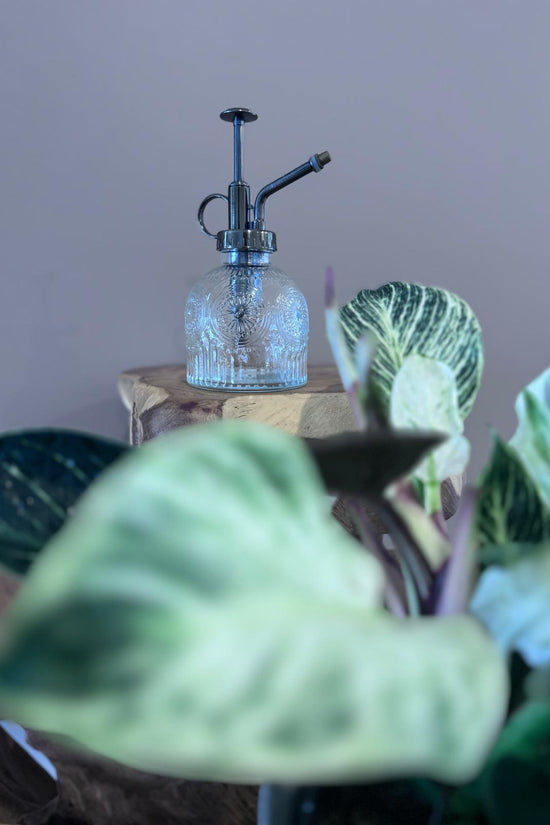 Vintage-style glass plant mister displayed with houseplants.