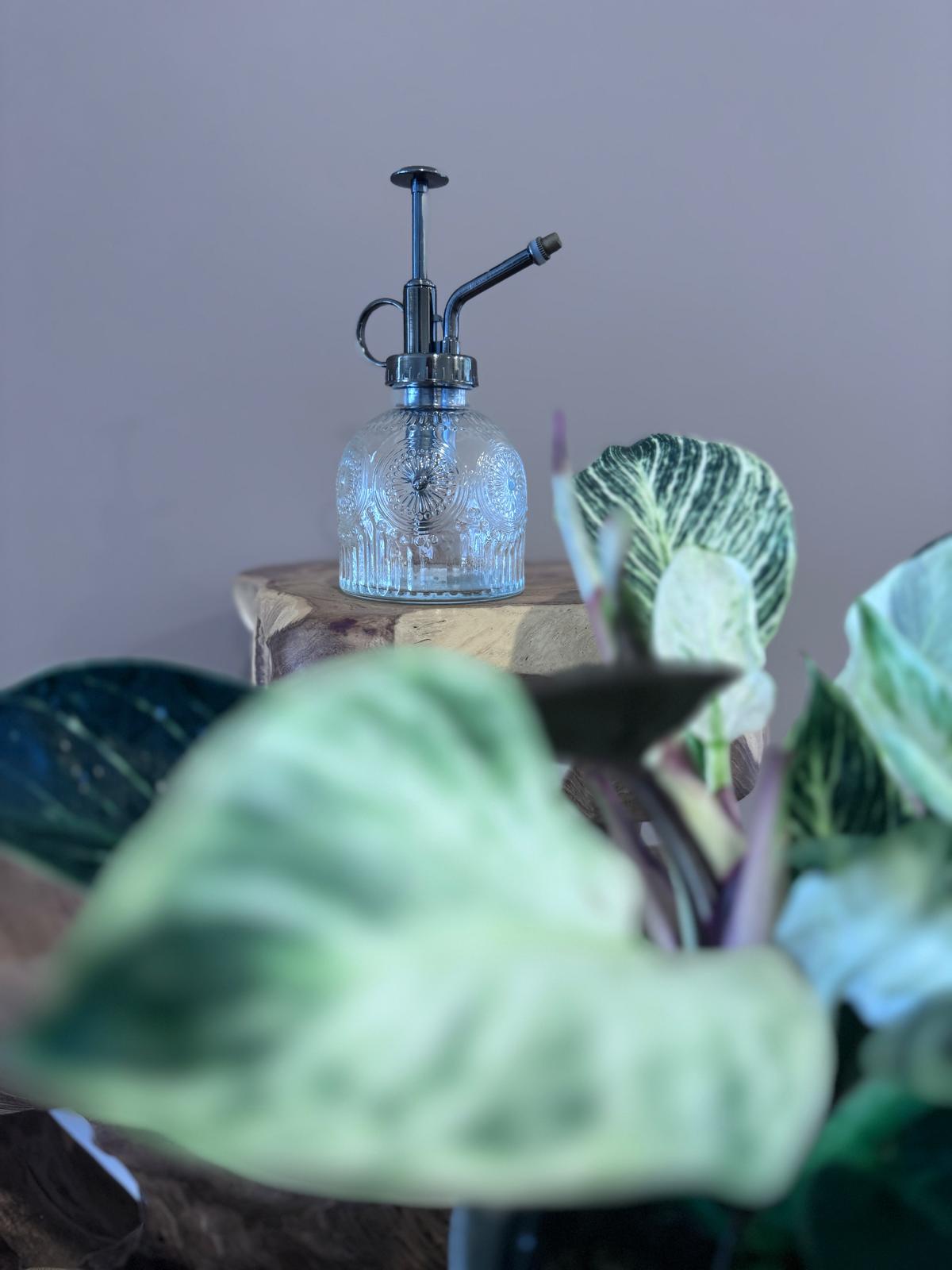 Vintage-style glass plant mister displayed with houseplants.