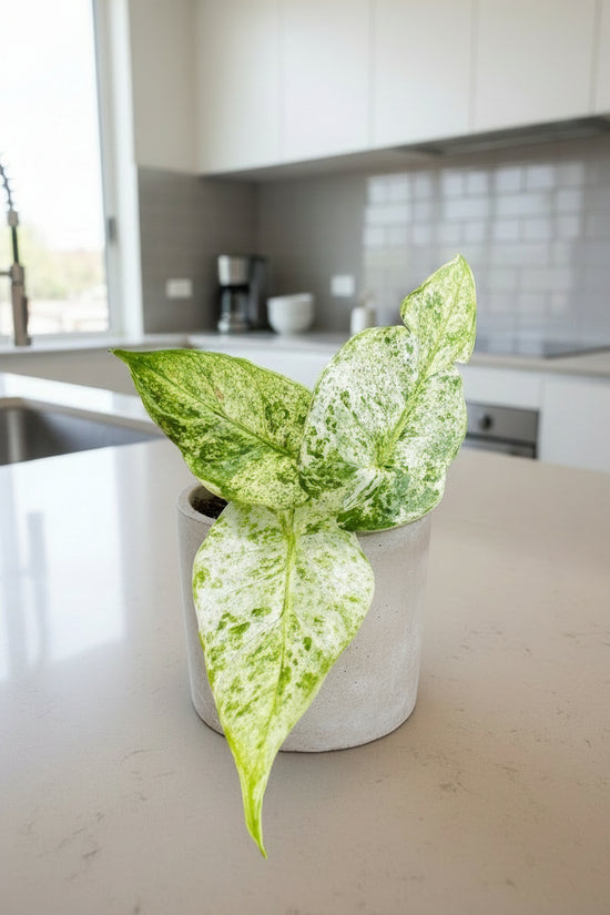 Alocasia Batik in cement pot on kitchen counter