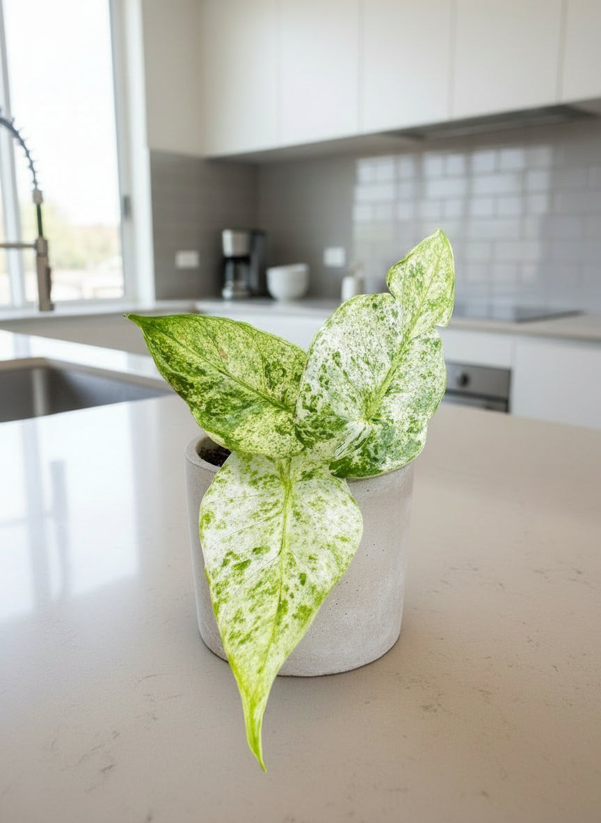 Alocasia Batik in cement pot on kitchen counter