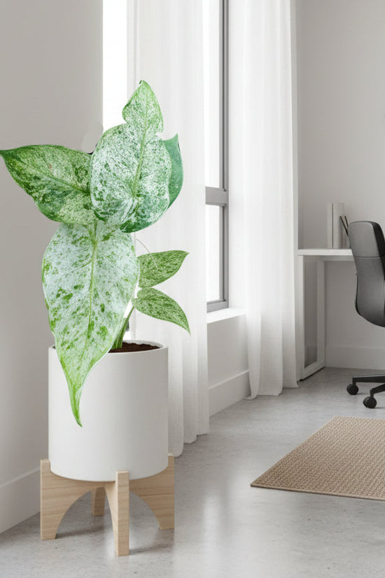 Alocasia Batik in white pot