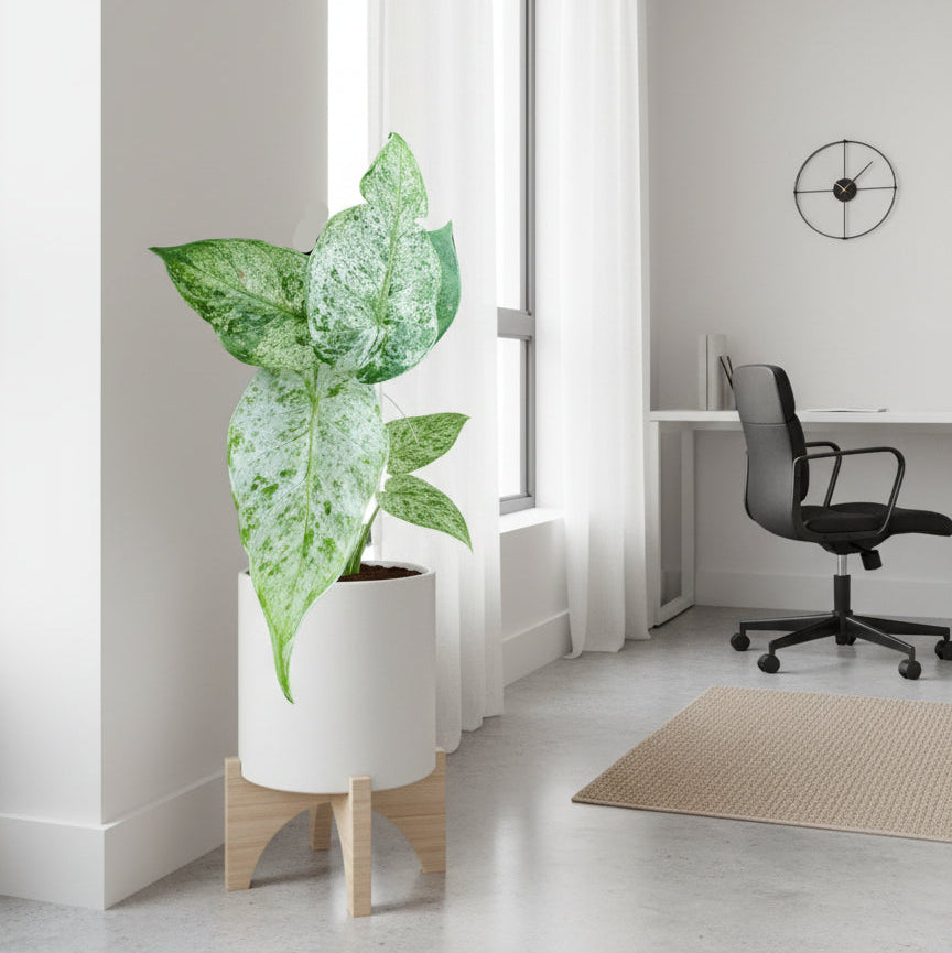 Alocasia Batik in white pot