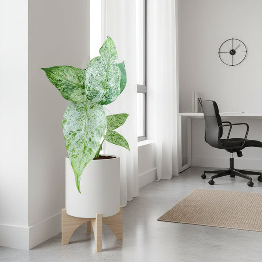 Alocasia Batik in white pot