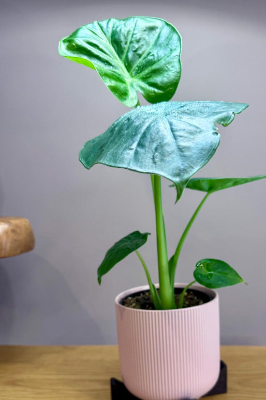 Alocasia macrorrhizos 'Giant Elephant Ear'