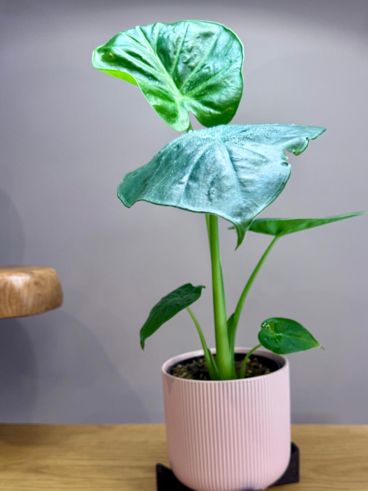 Alocasia macrorrhizos 'Giant Elephant Ear'