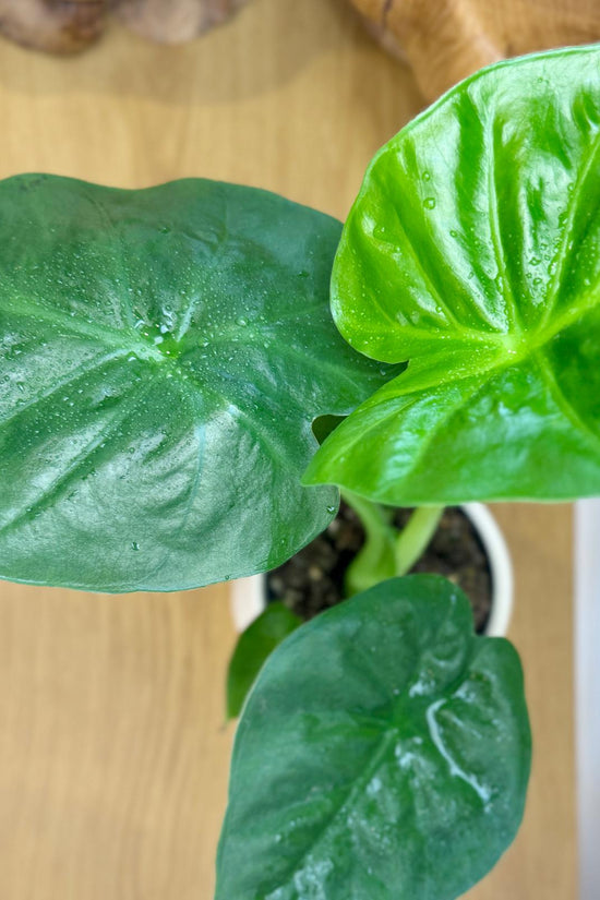 Alocasia macrorrhizos 'Giant Elephant Ear'