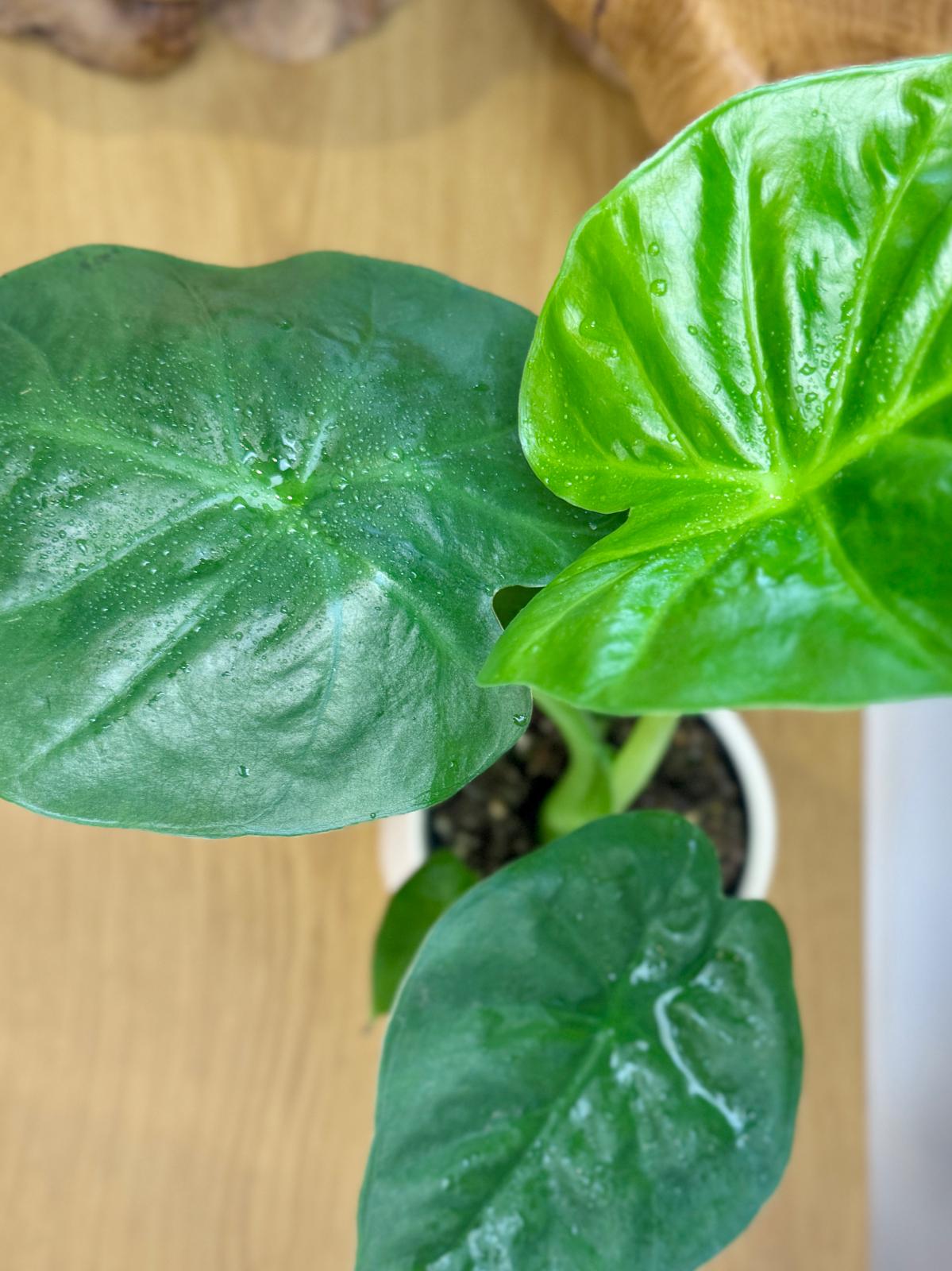 Alocasia macrorrhizos 'Giant Elephant Ear'
