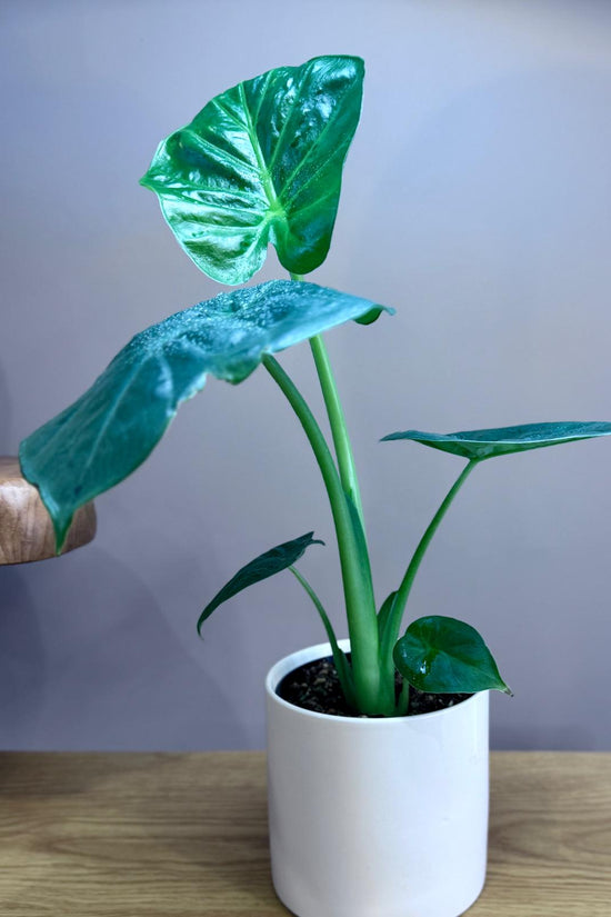 giant taro plant indoor Alocasia 'Giant Elephant Ear' | Statement Indoor Plant