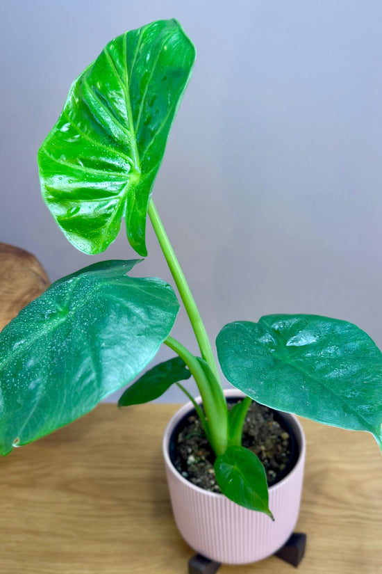 giant elephant ear plant uk Alocasia 'Giant Elephant Ear' | Statement Indoor Plant