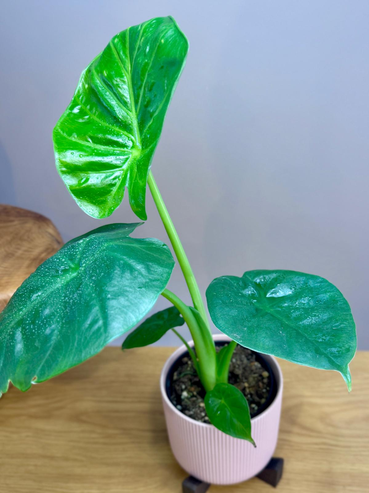 giant elephant ear plant indoor Alocasia 'Giant Elephant Ear' | Statement Indoor Plant