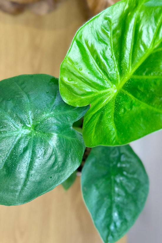 Alocasia macrorrhizos 'Giant Elephant Ear'