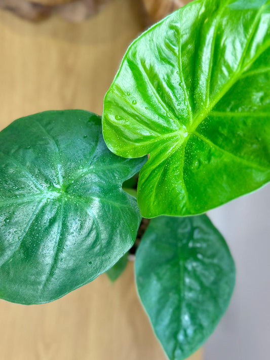 Alocasia macrorrhizos 'Giant Elephant Ear'