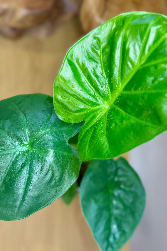Alocasia macrorrhizos 'Giant Elephant Ear'