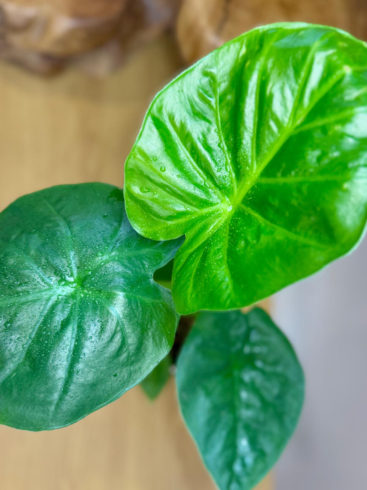 Alocasia macrorrhizos 'Giant Elephant Ear'