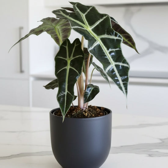 Alocasia amazonica - 'African Mask Plant'