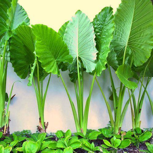 giant elephant ear plant uk Alocasia 'Giant Elephant Ear' | Statement Indoor Plant