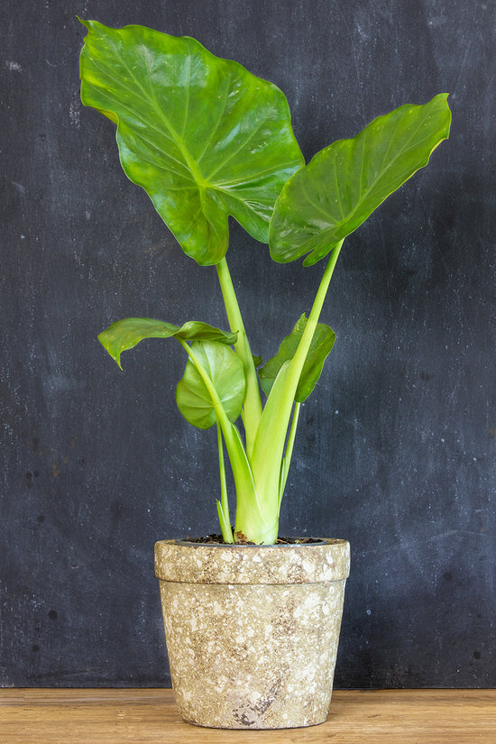 Alocasia macrorrhizos 'Giant Elephant Ear'