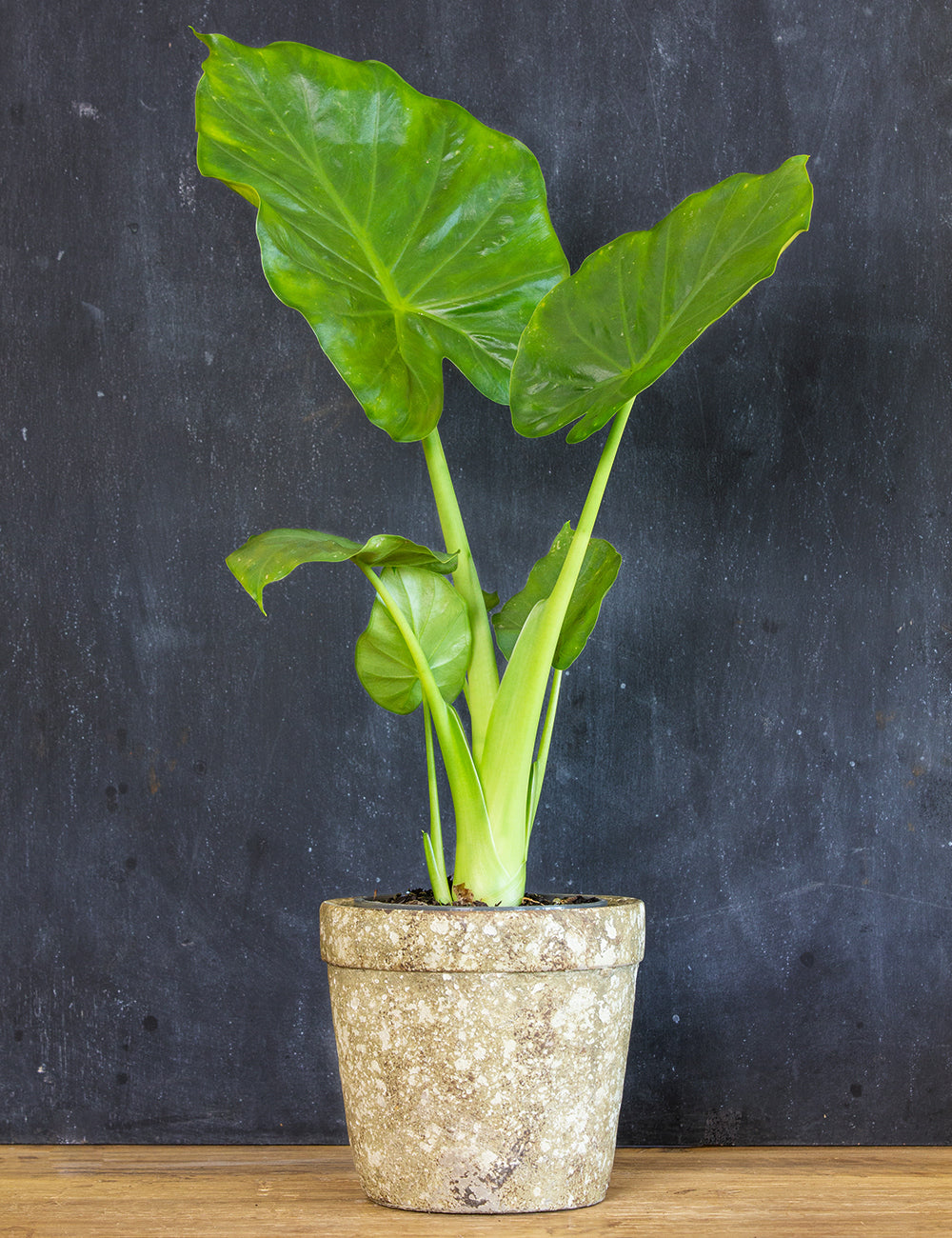 giant elephant ear plant uk Alocasia 'Giant Elephant Ear' | Statement Indoor Plant