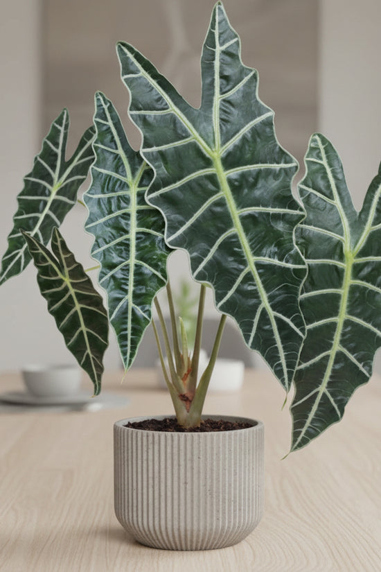 Alocasia x amazonica African Mask Plant plant with large green leaves on a white background