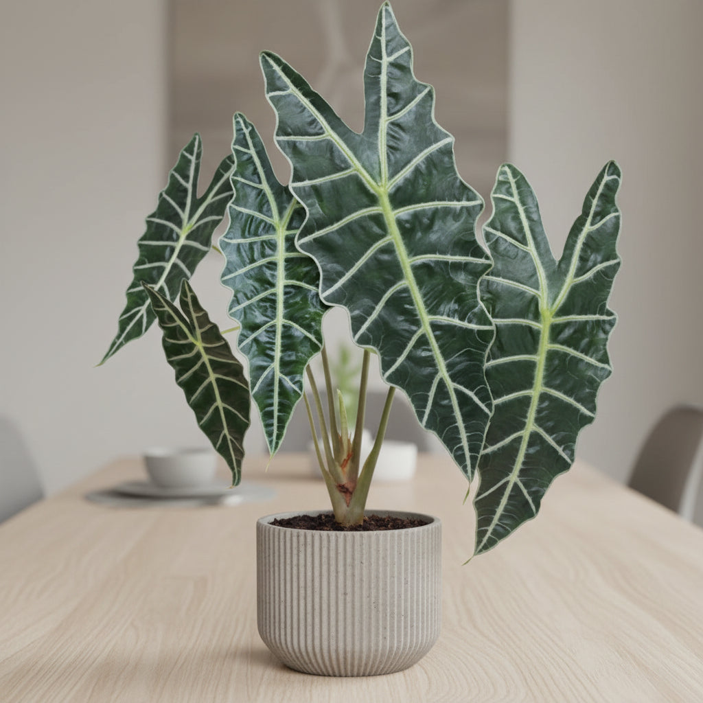 Alocasia x amazonica African Mask Plant plant with large green leaves on a white background