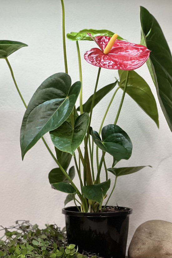 Anthurium andraeanum - 'Red Flamingo'