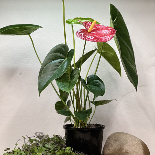 Anthurium andraeanum - 'Red Flamingo'